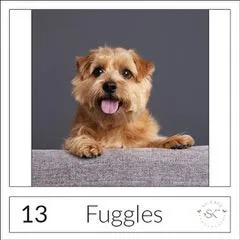 Pet portrait of Buster