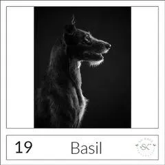 Pet portrait of Max