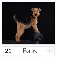 Pet portrait of Buster