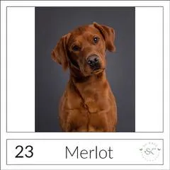 Pet portrait of Max