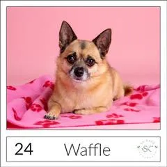 Pet portrait of Bella
