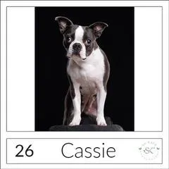 Pet portrait of Daisy