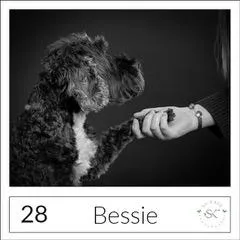 Pet portrait of Bella