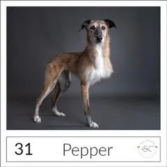 Pet portrait of Max