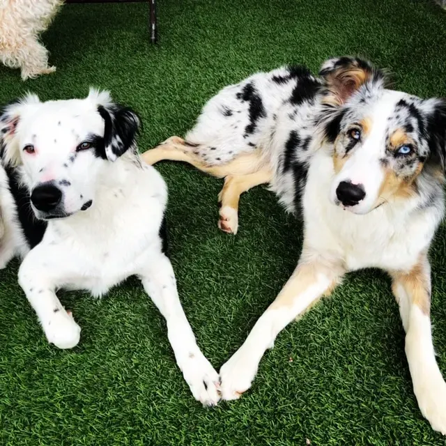group of dogs using the outdoor daycare facility at dog eaze inn