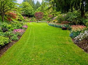 Green front lawn in Andover maintained by LN Landscaping & Irrigation