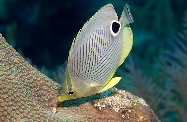 Tropical Fish of St. Thomas: A Complete Identification Guide