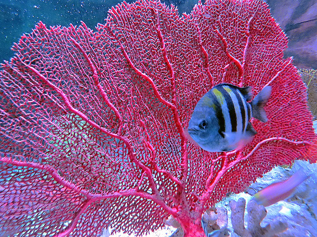 Coral Reefs of St. Thomas: A Complete Guide to the Caribbean's Living Rainforests