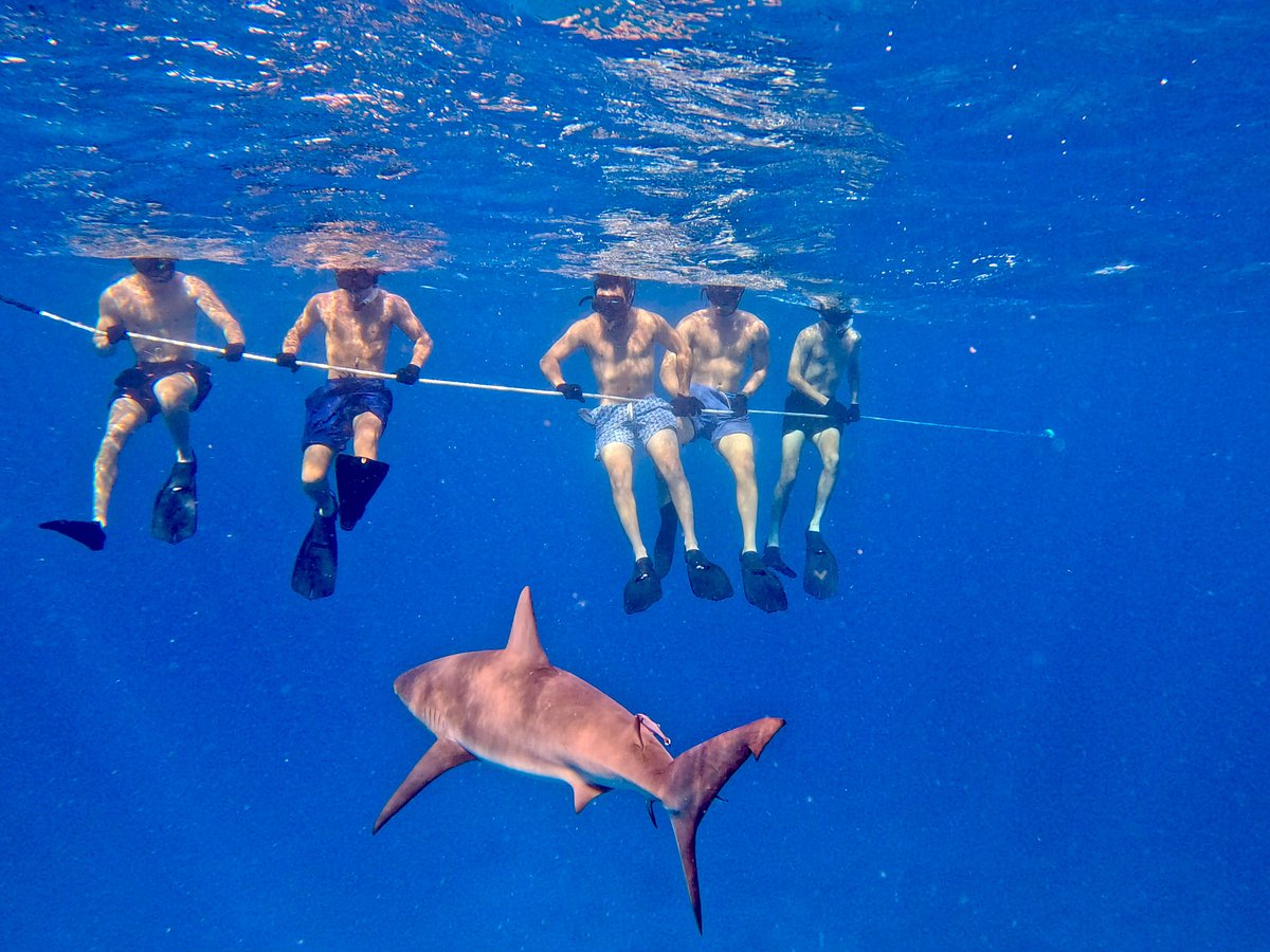 Sharks & Rays of St. Thomas: Everything You Need to Know Before You Get in the Water