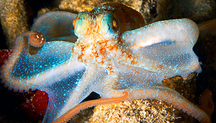 Octopus, Lobsters & Other Amazing Sea Creatures of St. Thomas