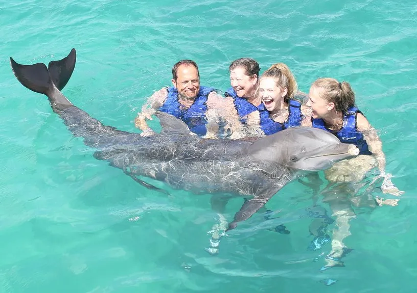 Dolphins, Whales & Other Ocean Giants of St. Thomas