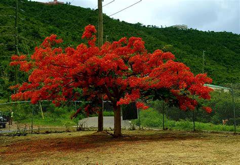 Trees, Flowers & Tropical Plants of St. Thomas: A Complete Guide to the Island's Natural Beauty