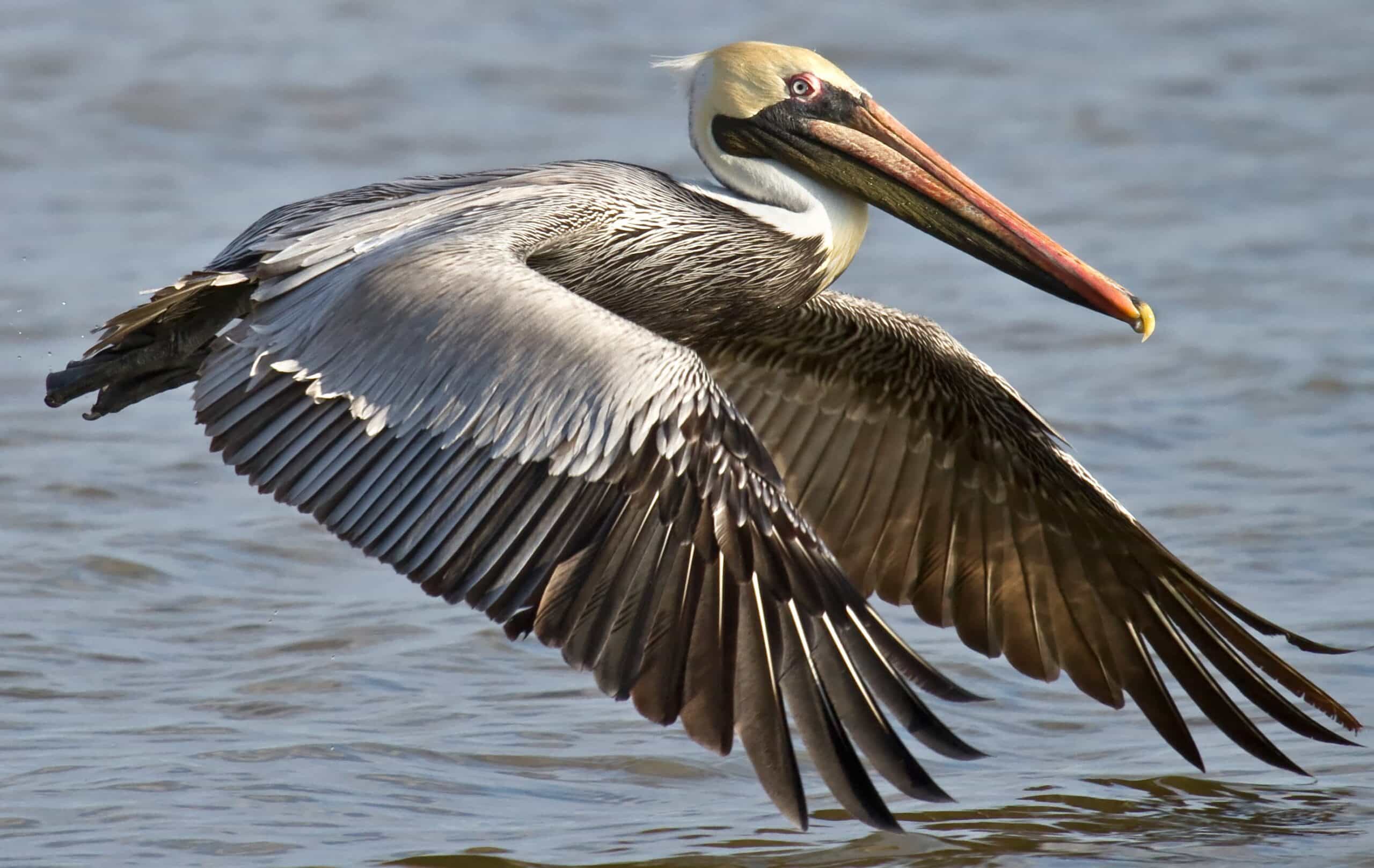 Wildlife of St. Thomas: A Complete Guide to the Island's Native Animals