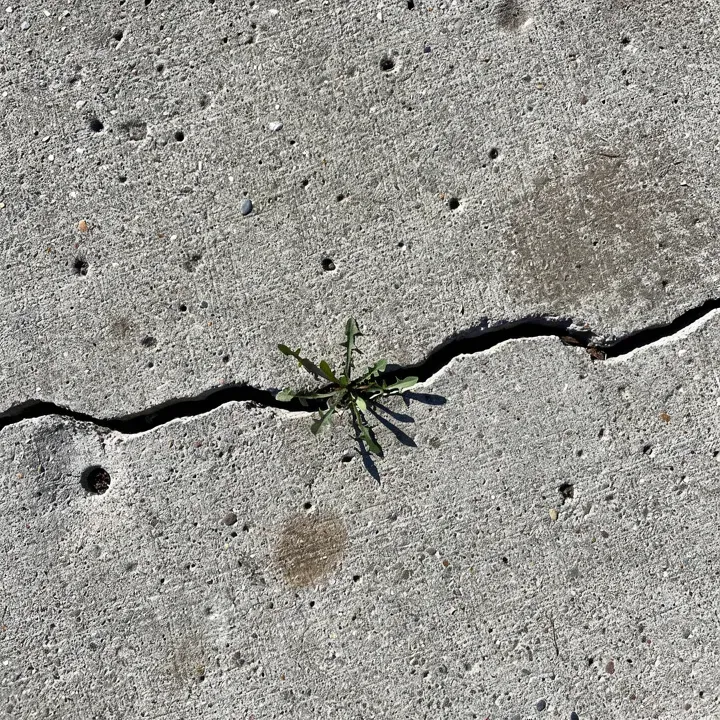 Cracked, weathered concrete slab with a weed growing through it in Sheboygan, Wisconsin.