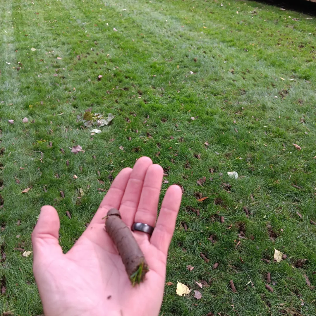 lawn aeration Woodbury