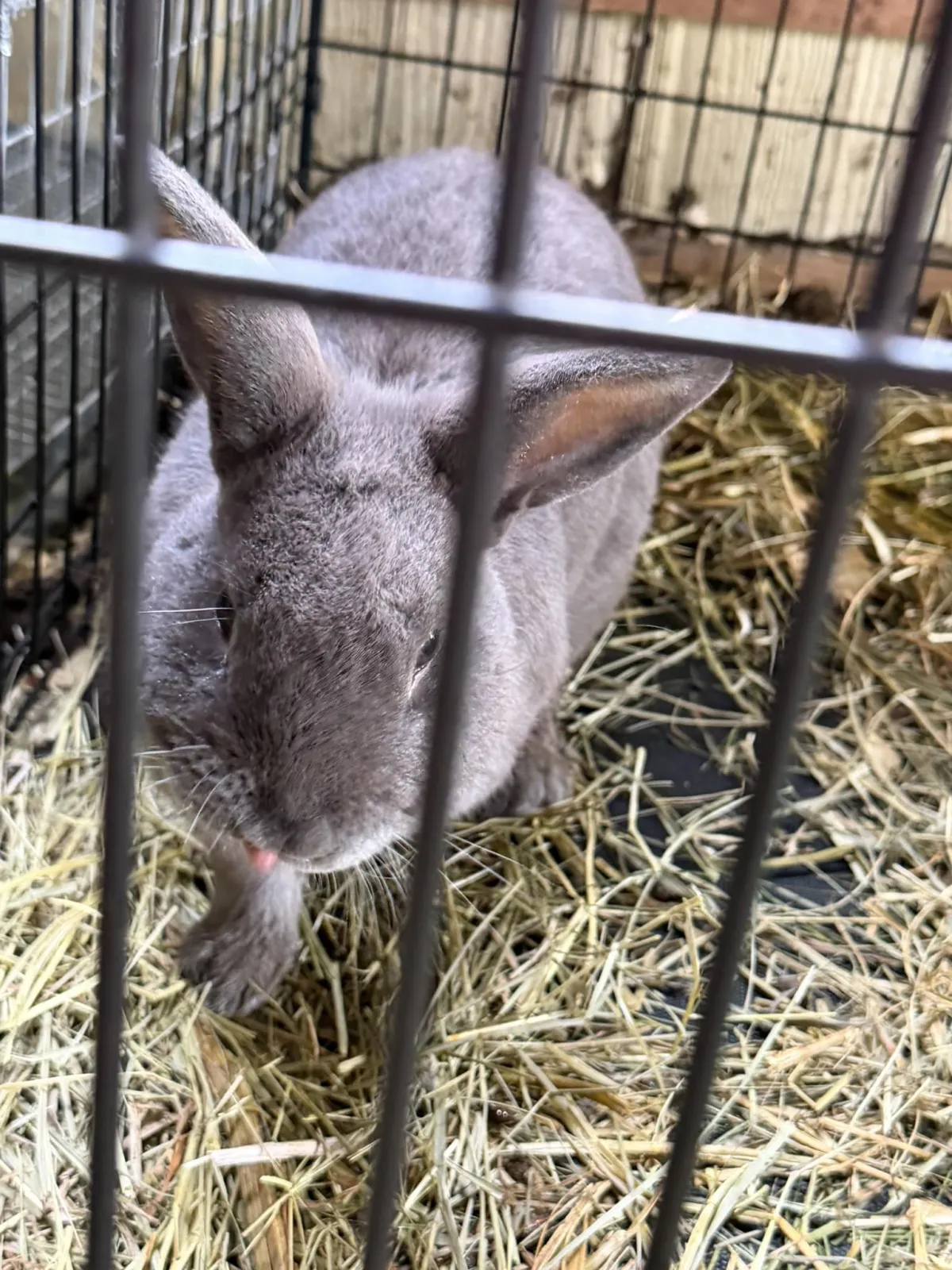 Gray bunny close up.