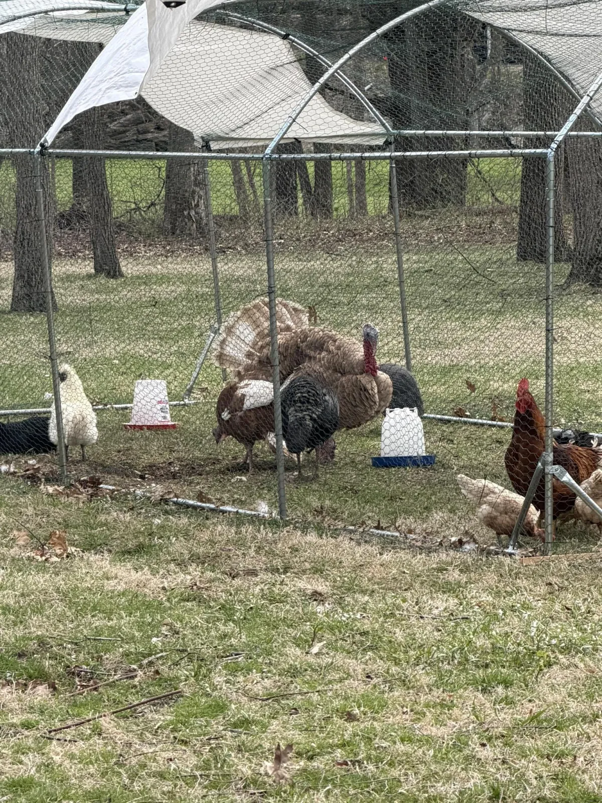 Medium shot of turkeys in cage at Morris Wonderland