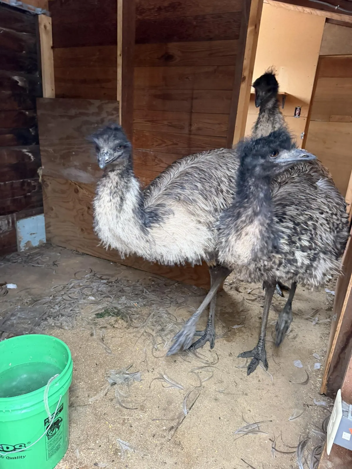 Close up of two emu's.