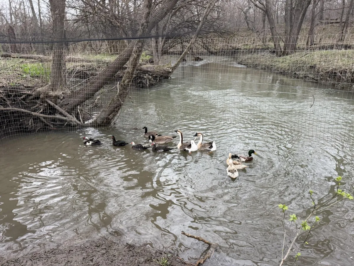 Ducks swimming in the Morris Wonderland river.