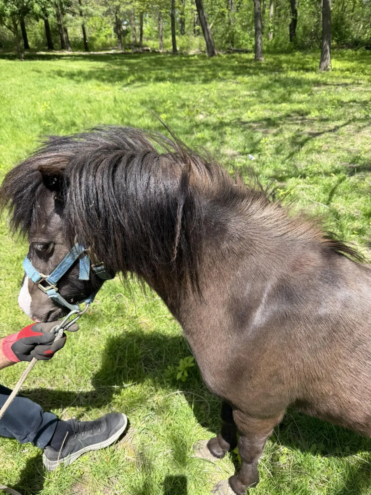Close up of pony.