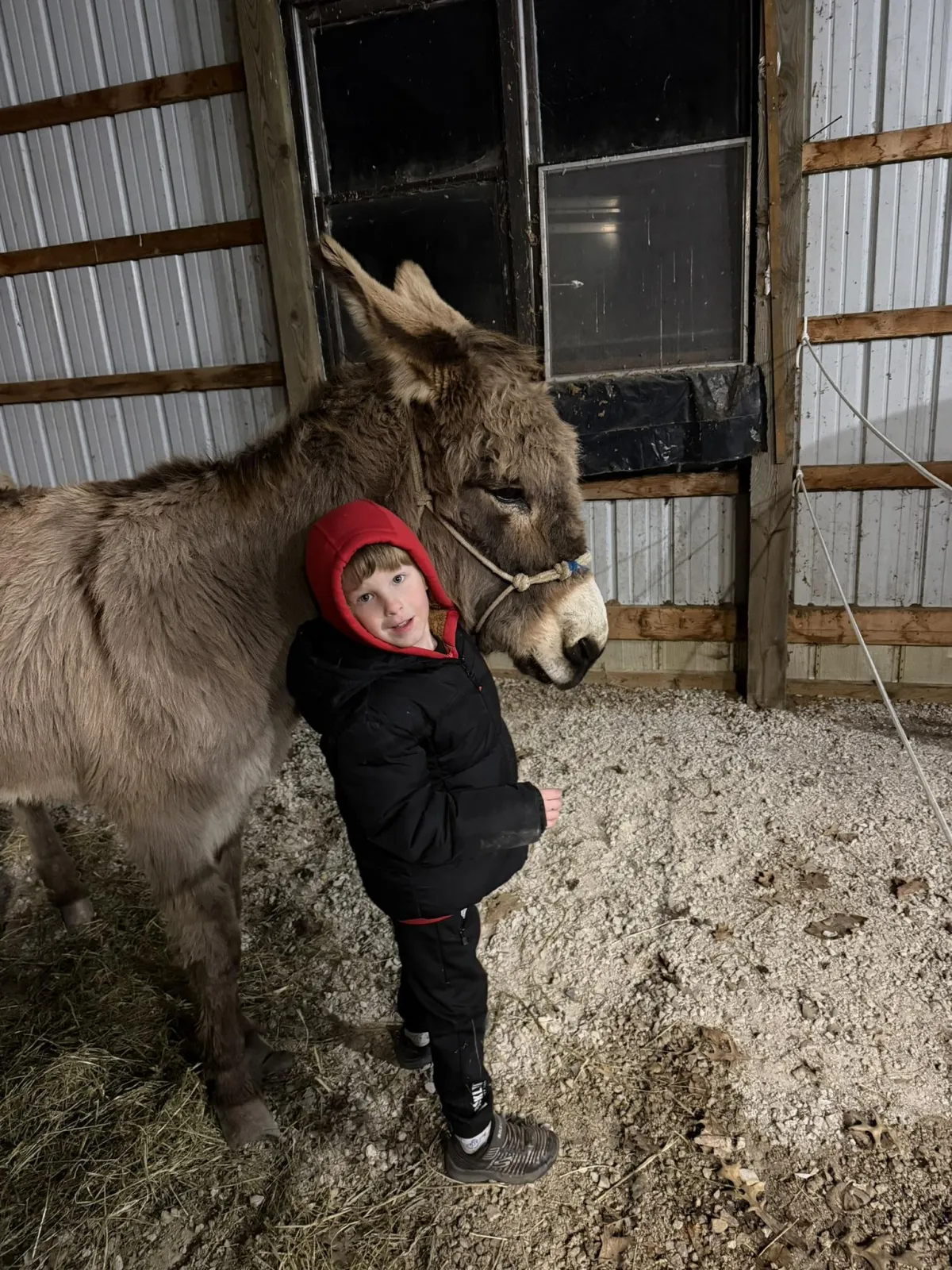 Boy and donkey next to each other.