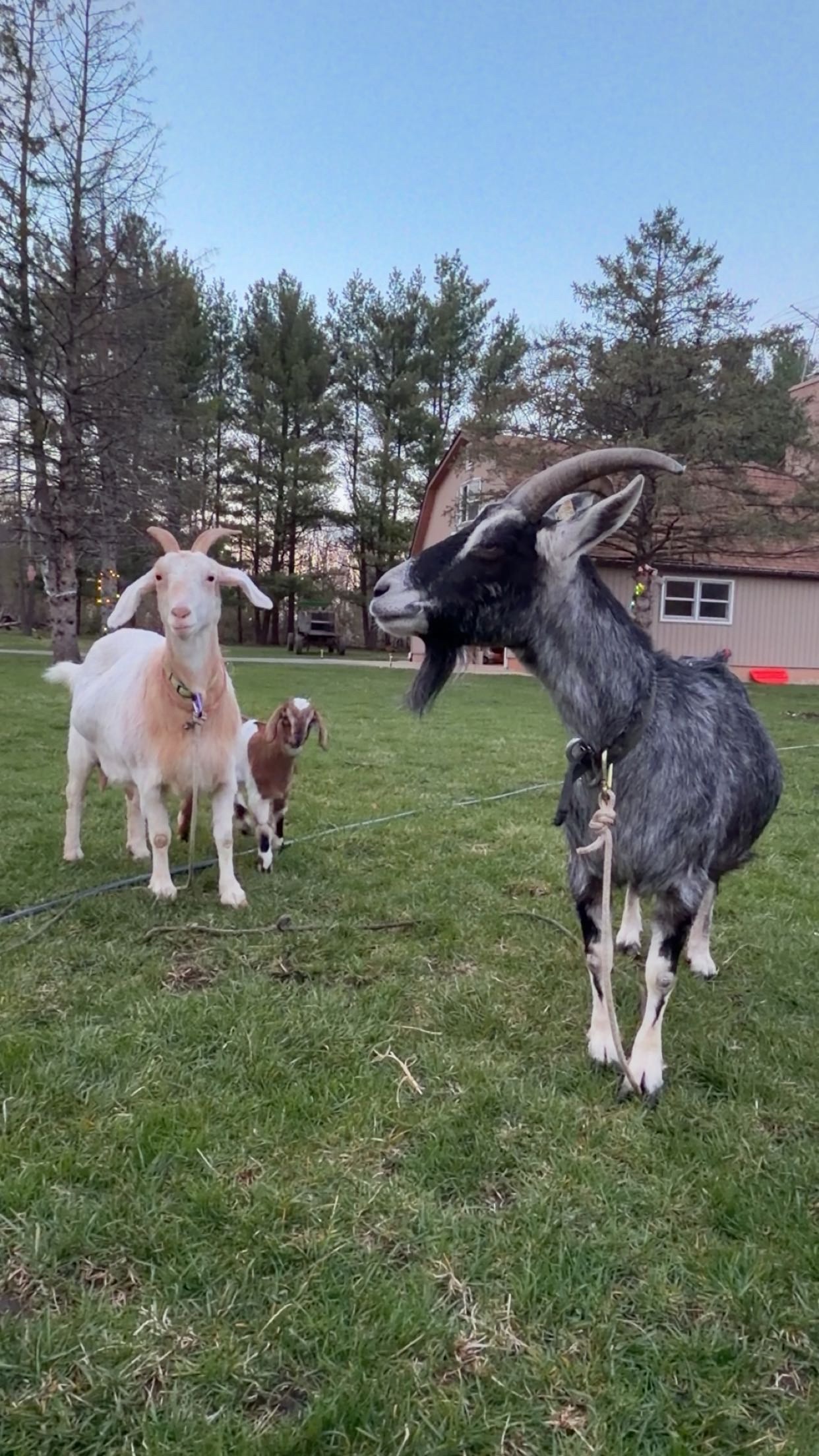 Black and grey goat, white and beige goat, and small brown and white goat in front of the farm
