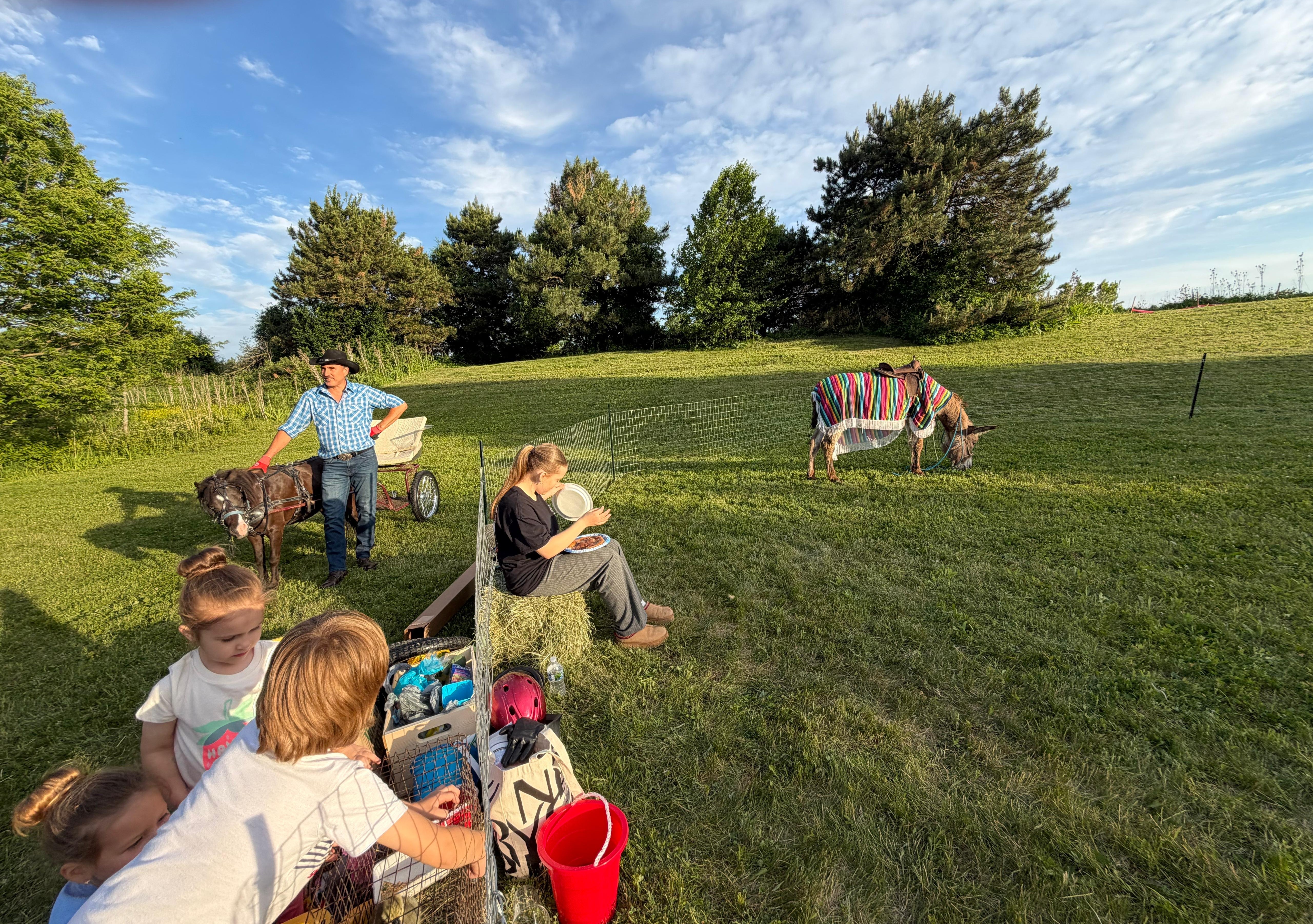 Shot of kids petting animals, pony with carriage, and donkey.