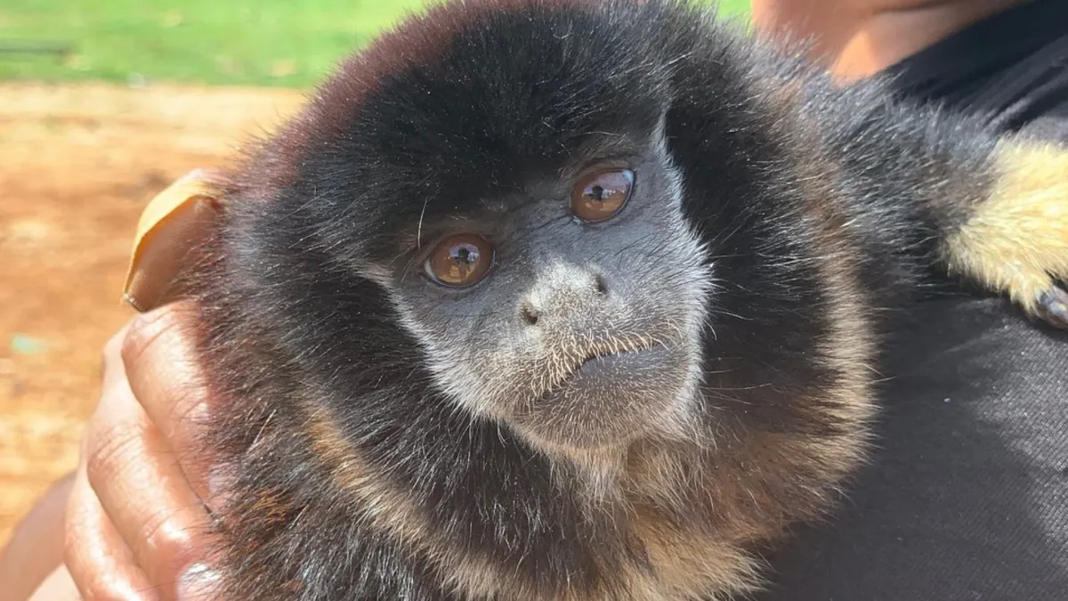authentic amazon adventures jungle tours experiences monkey spotting maraa manaus brazil 
