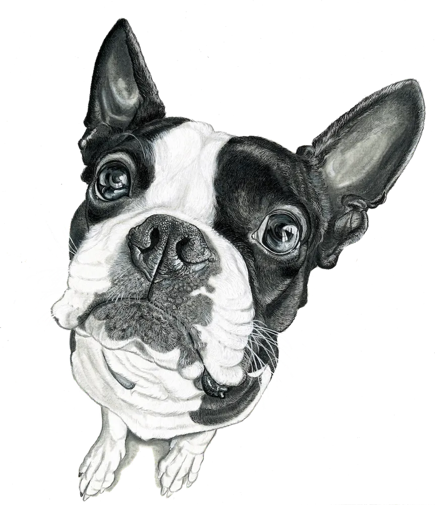 black and white boston terrier drawing