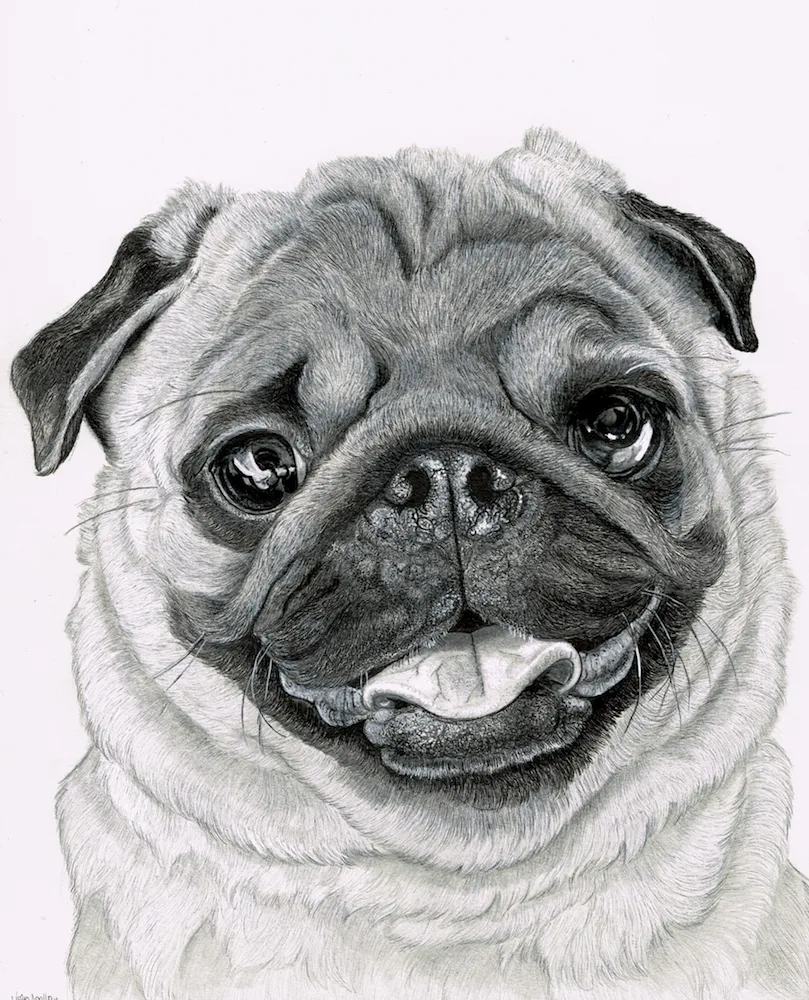 black and white drawing of pug dog 