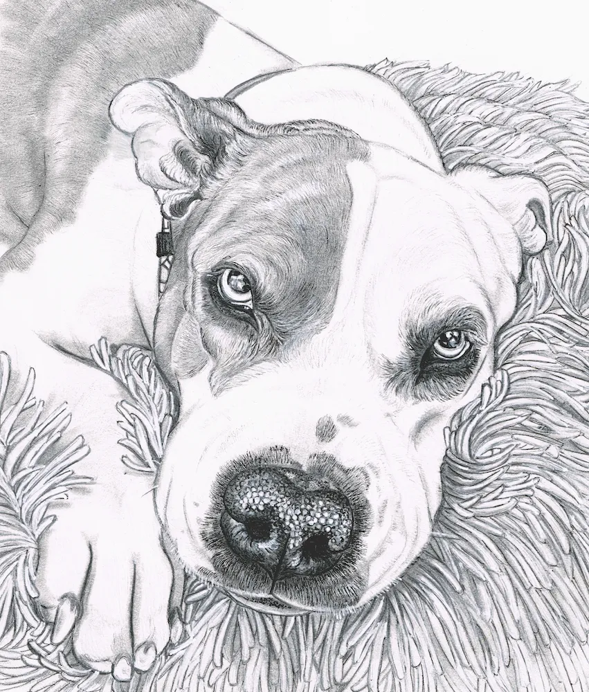 black and white pit bull drawing