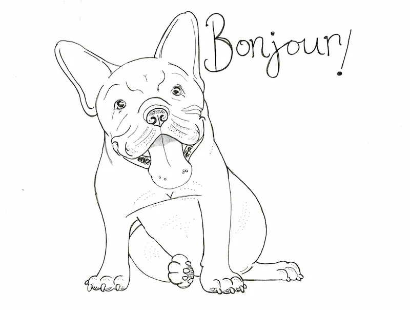 black and white french bulldog cartoon bonjour 