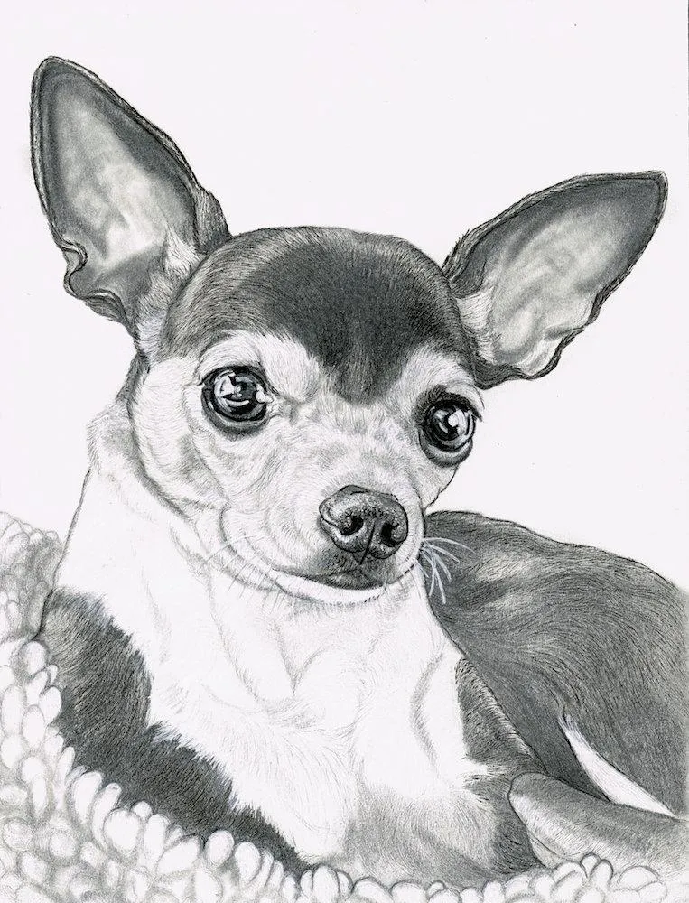 black and white chihuahua drawing 