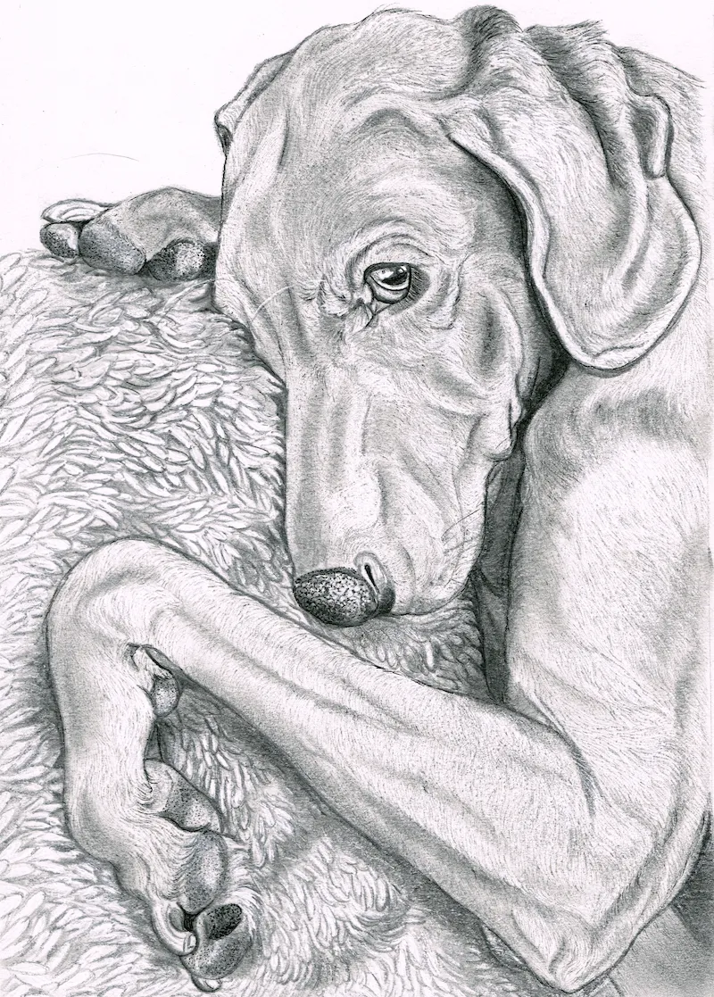 black and white drawing of weimaraner dog 