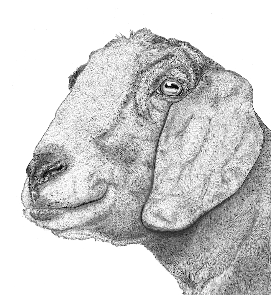 black and white goat drawing 
