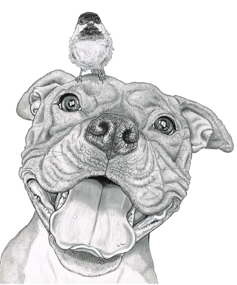 black and white pit bull drawing with bird on head 