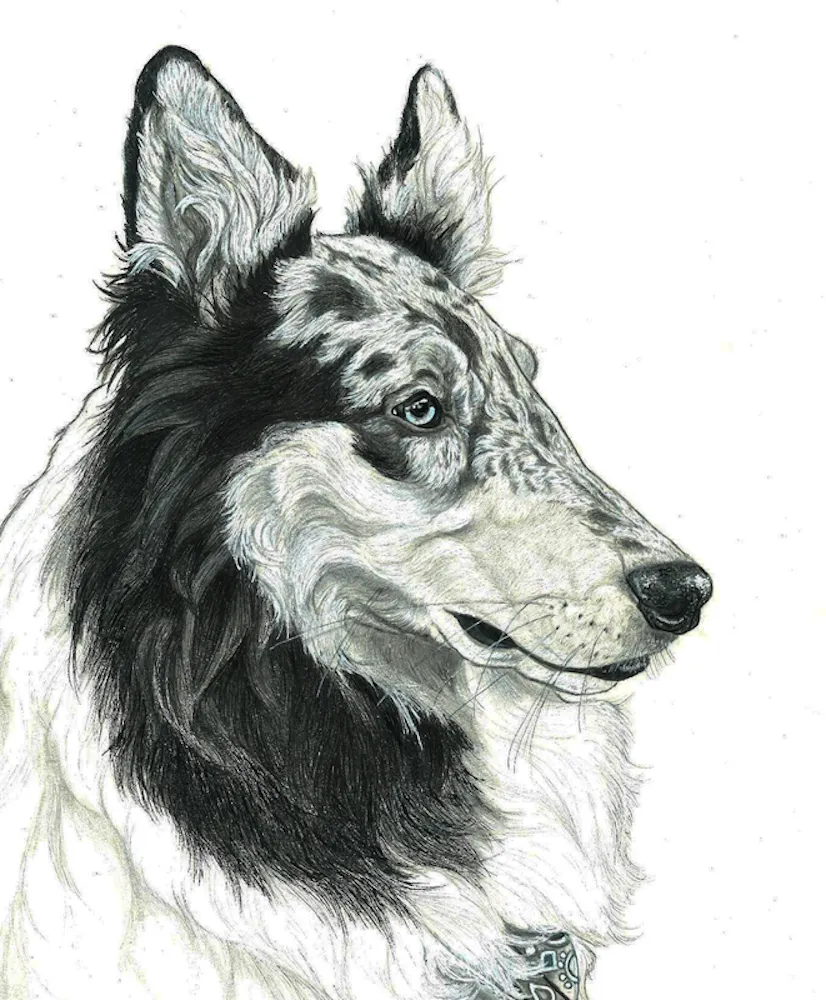 black and white collie drawing 