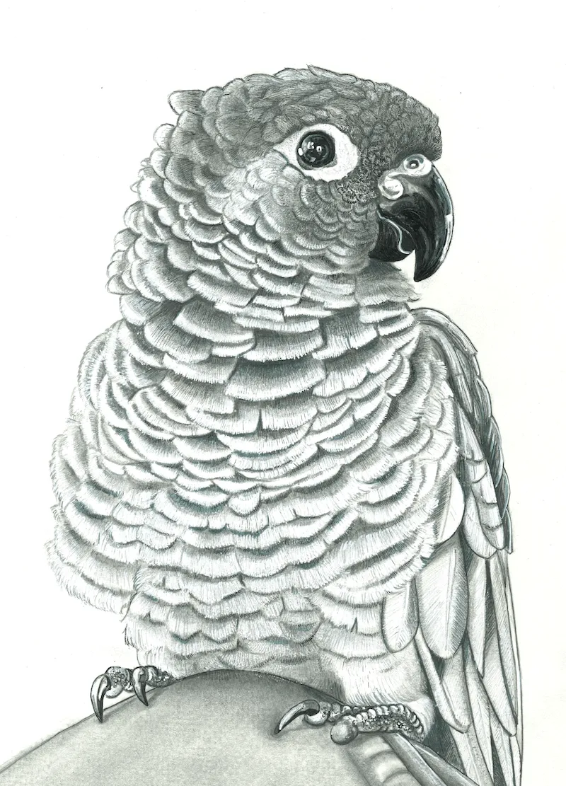 black and white conure bird drawing 