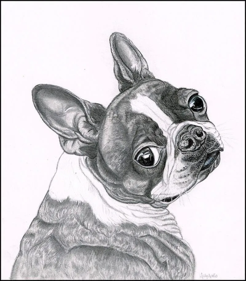 black and white drawing of boston terrier 