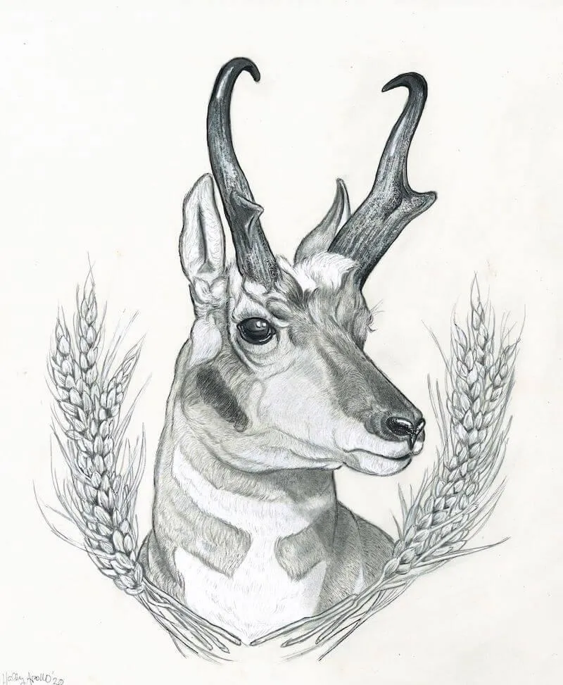 black and white pronghorn drawing with wheat 