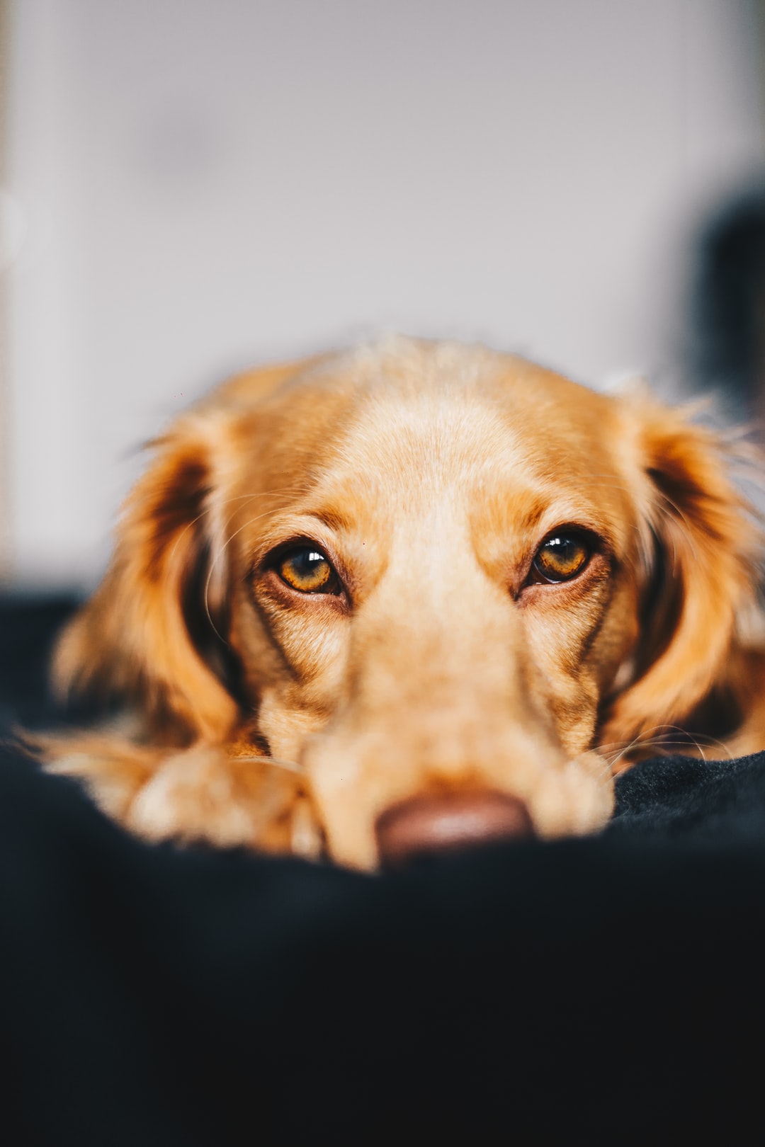 Niagara Dog Training - Separation Anxiety