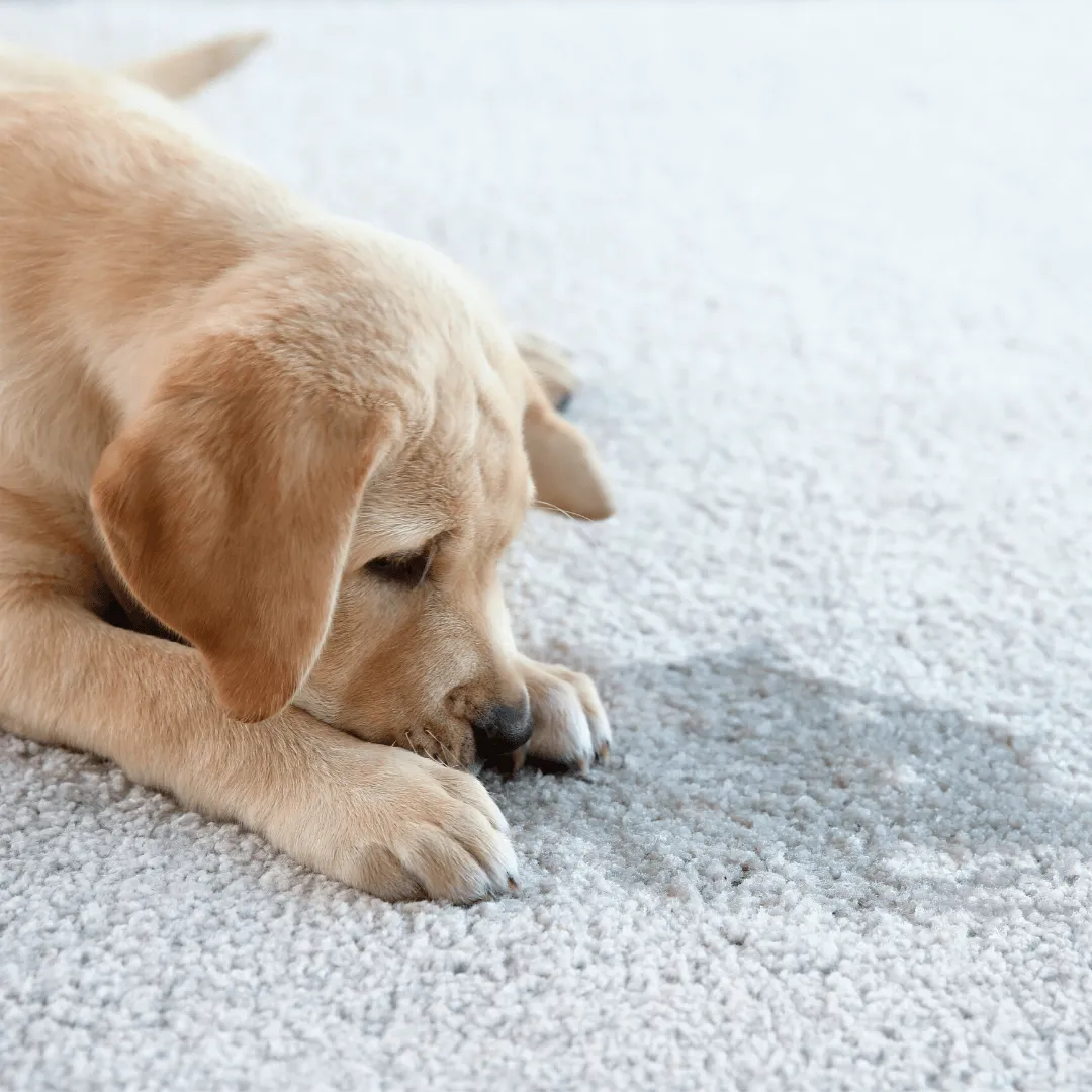 Puppy on carpet