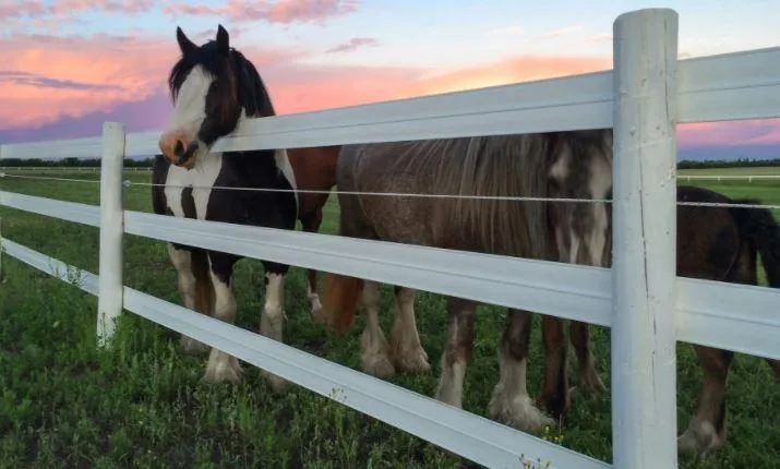 missoula horse fencing