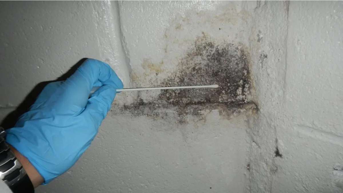 Commercial Mold Remediation & Removal