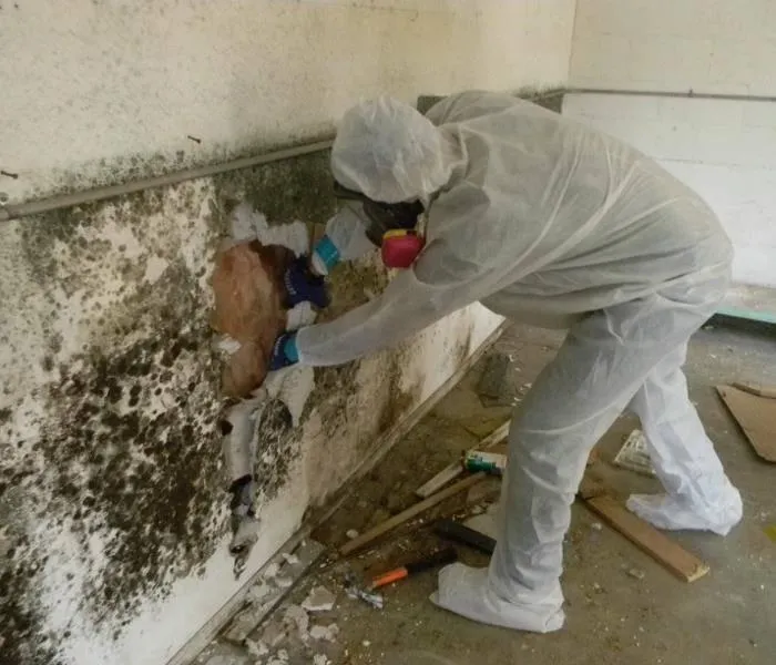 mold remediation charlotte