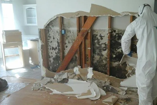 Commercial Mold Remediation & Removal