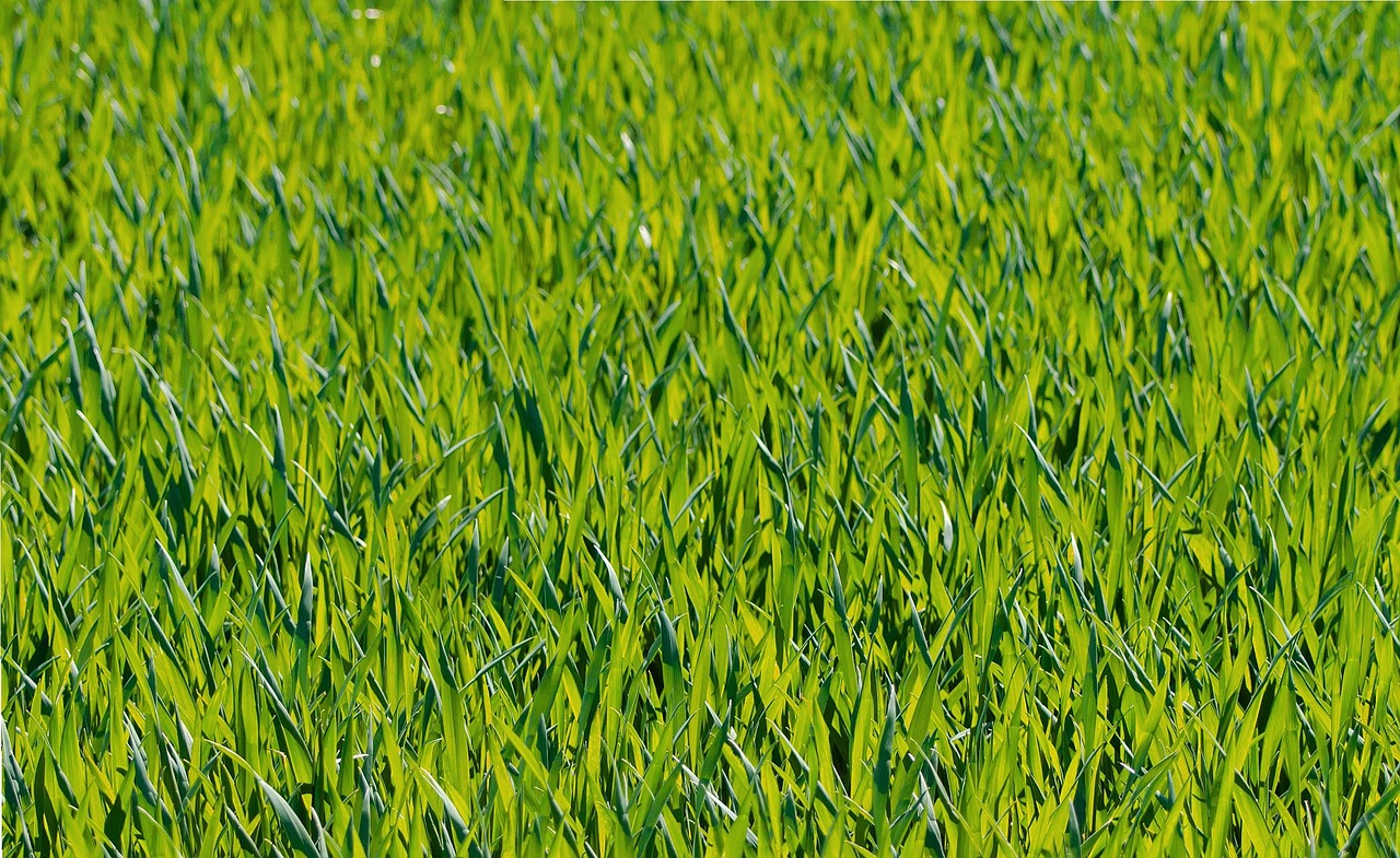 lawn services salem oregon