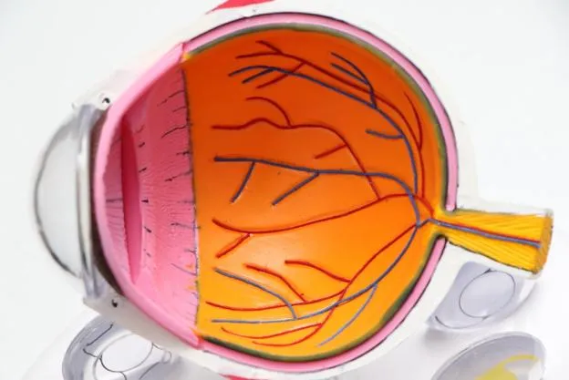 Illustration of an eye’s anatomy c