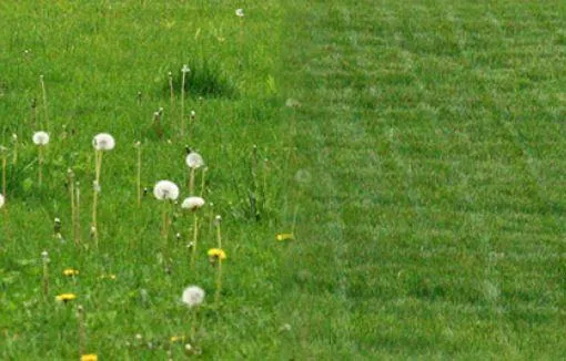 spokane lawn weeding and weed control