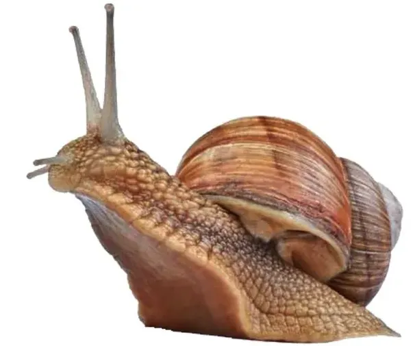 snail control